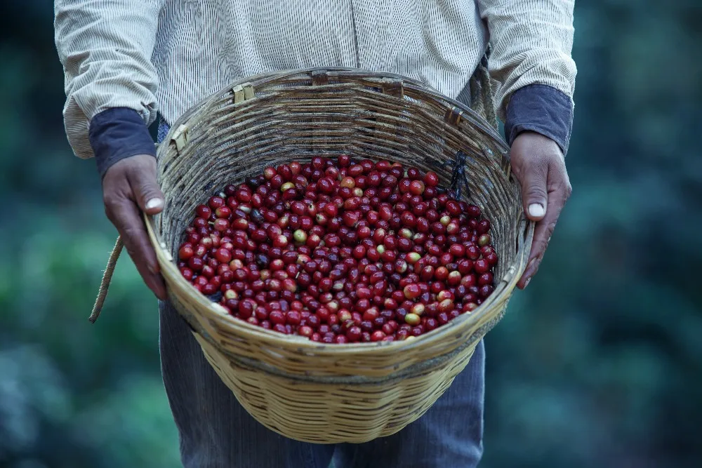 
SGS certification Arabica price reasonable fair trade iced coffee 