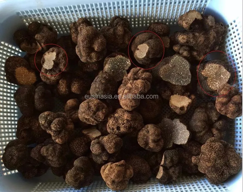 
Fresh Chinese black tuber indicum 