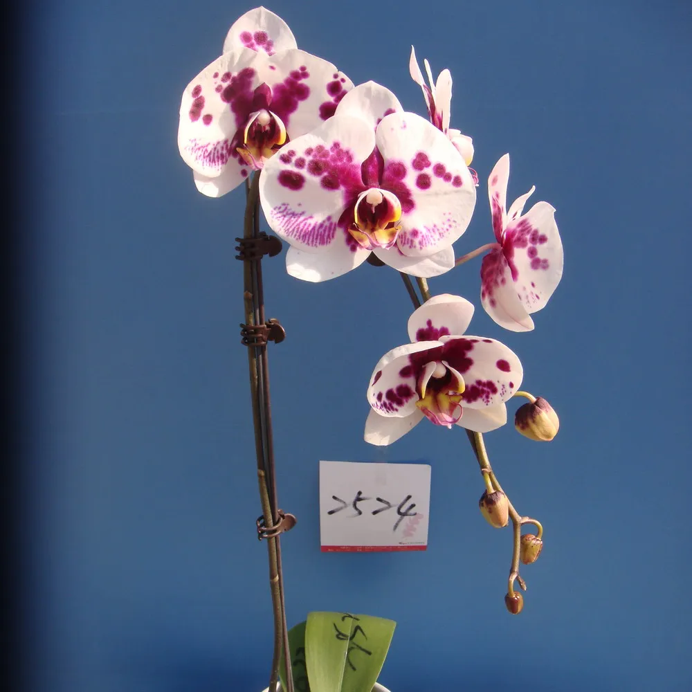 Phalaenopsis flask/Beautiful flower flask