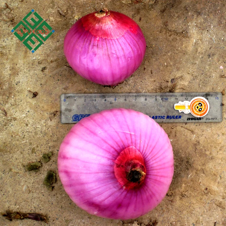 Chinese hot sale real fresh onion