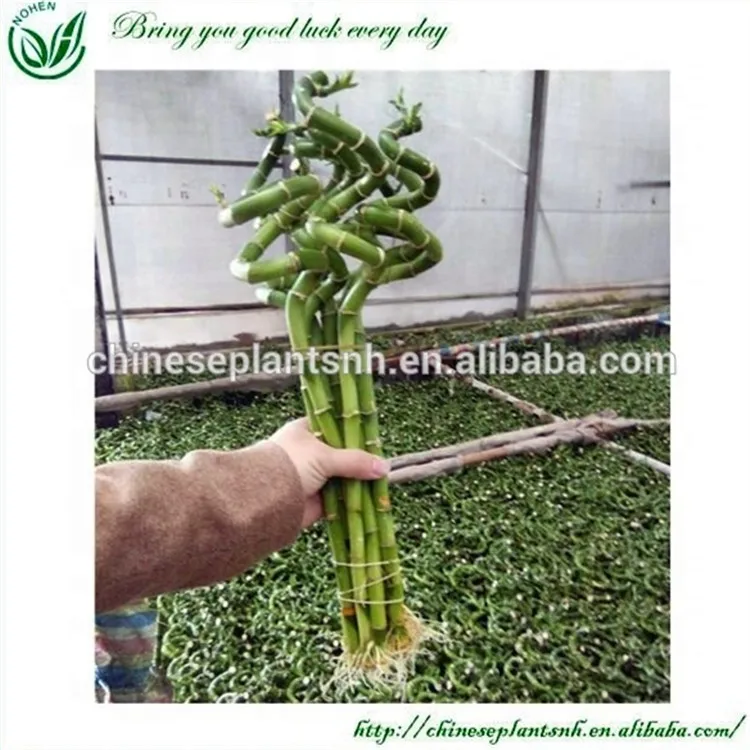 
Dracaena Lucky Bamboo Wholesale 