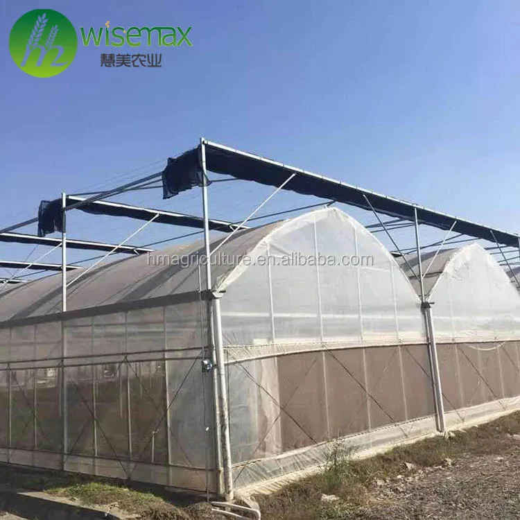 Multispan Tunnel Greenhouse for strawberry grape raspberry , Agricultural Green houses