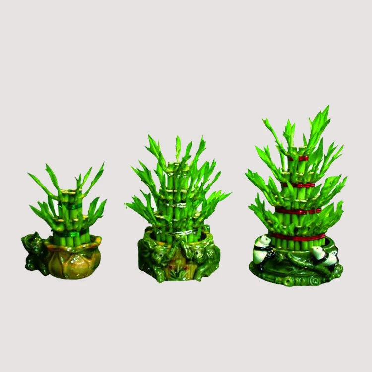 Фабричные натуральные растения, драцена сандриана, счастливый бамбук