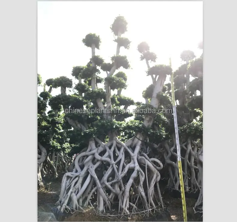 Ficus microcarpa shape 6#Net big bonsai trees for