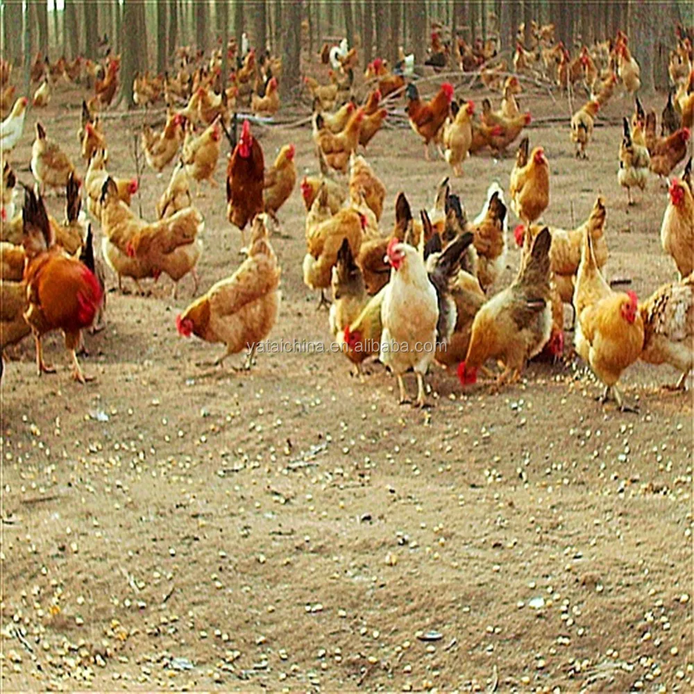 Vitamin AD3E injection for veterinary nutrition