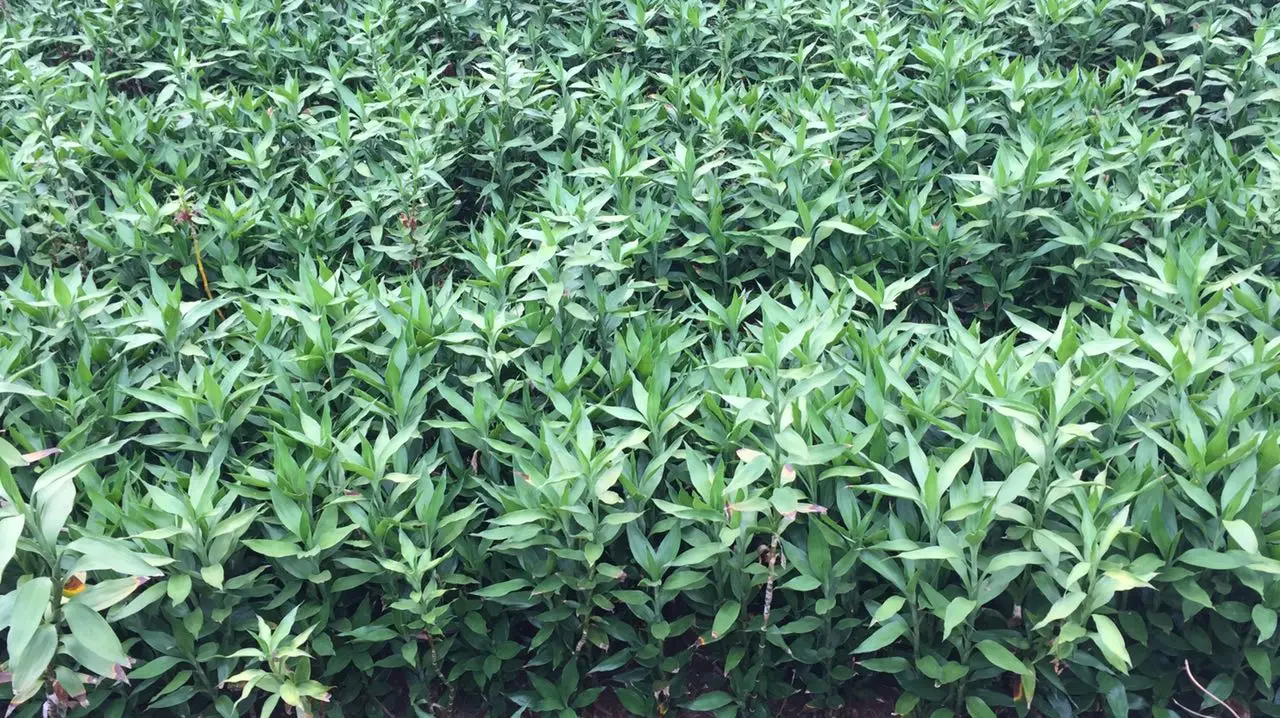 
Lotus Lucky Bamboo Dracaena Sanderiana 