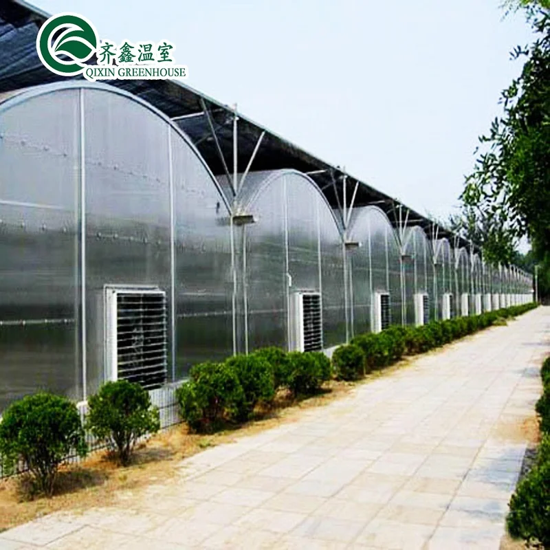 China low cost Multi-span Film tunnel Greenhouse