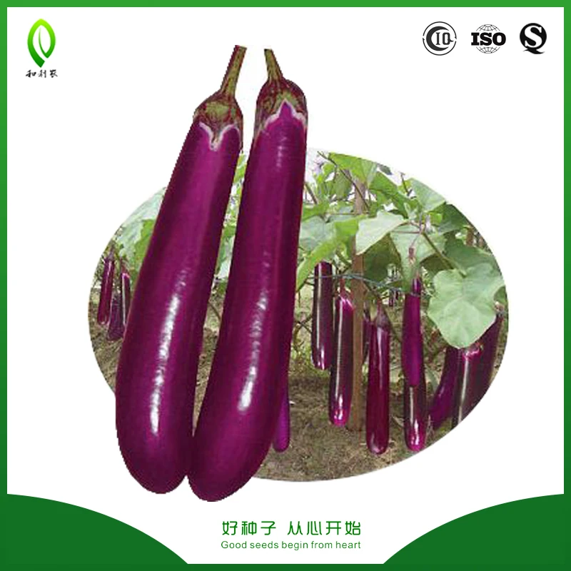 
China Linong brinjaul seeds eggplant seeds supply 