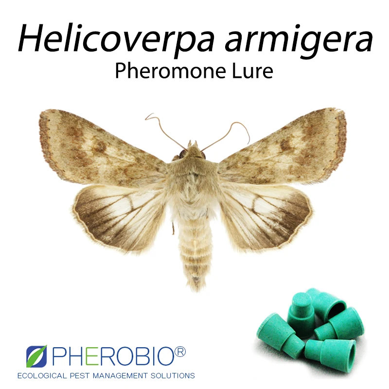 Cotton bollworm helicoverpa armigera pheromone lure pheromone trap