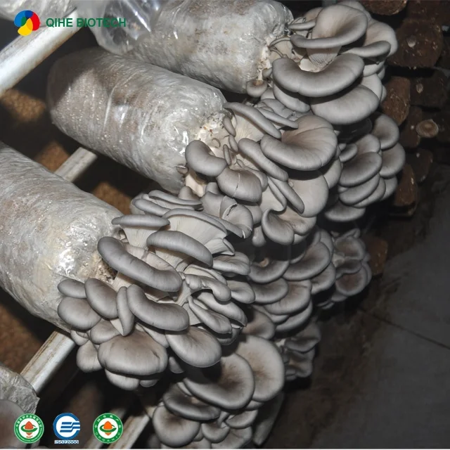 
frozen oyster mushroom spawn Pleurotus ostreatus strain 