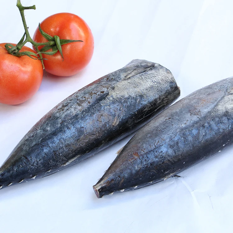 wholesale frozen fresh skipjack tuna price sale fresh bonito fish HGT Bomb fish fresh fish indonesia