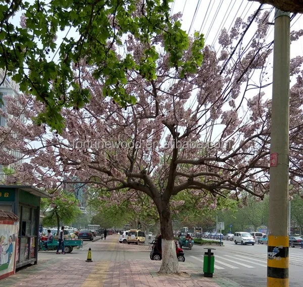 
Paulownia Tomentosa Seedlings Saplings and root cuttings 