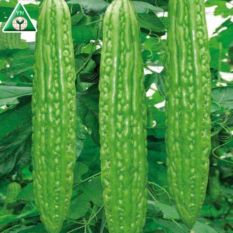 
Hybrid Bitter Melon Seeds Bitter Gourd Seeds BUMPER F1 