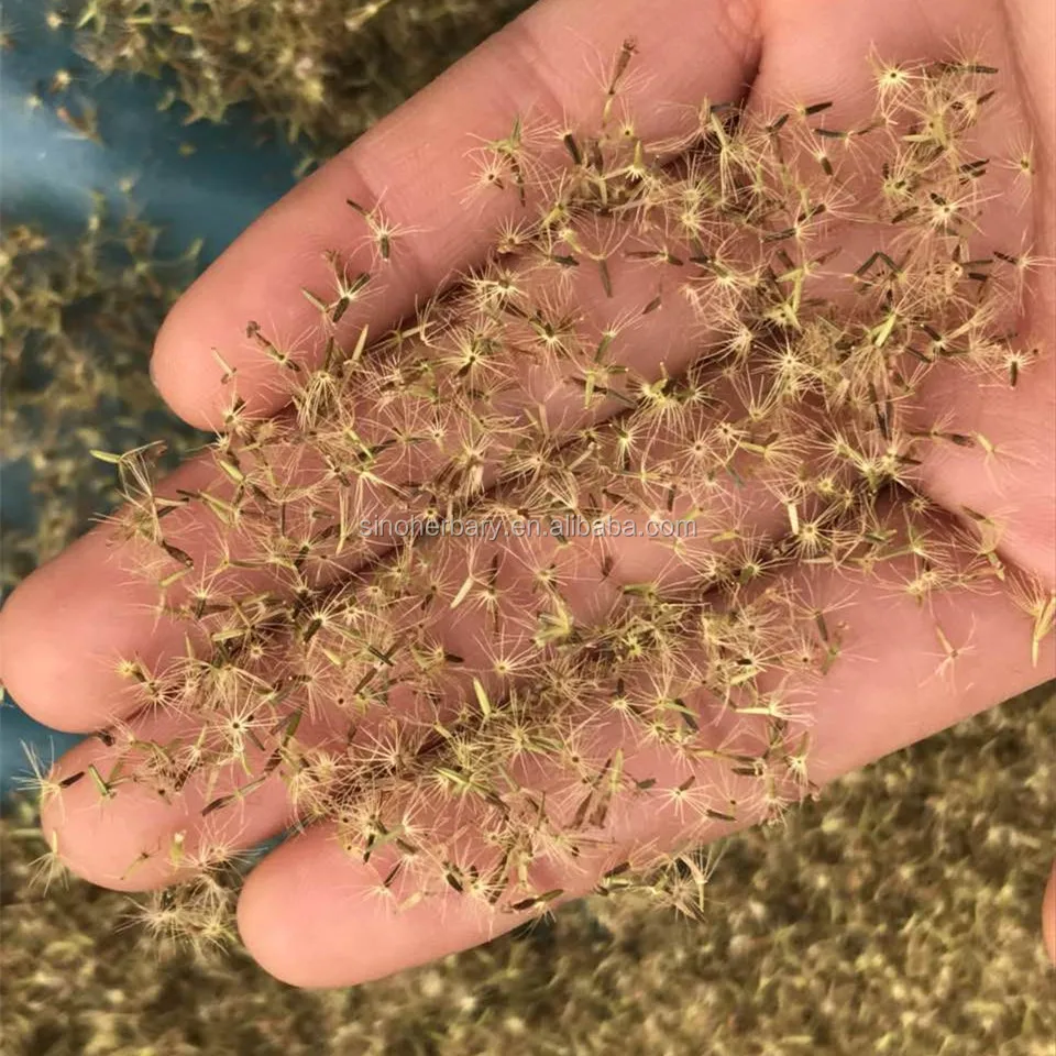 
High Sprouting Rate Hybrid Stevia Plant Seeds For Growing 