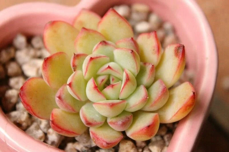 diatomite soil amendment orchid growing medium succulent plants