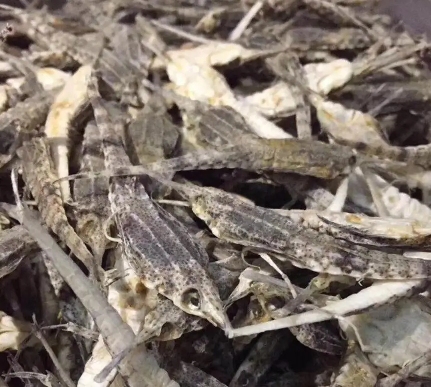 
TCM Pegasus laternarius Cuvier dried body for sale 