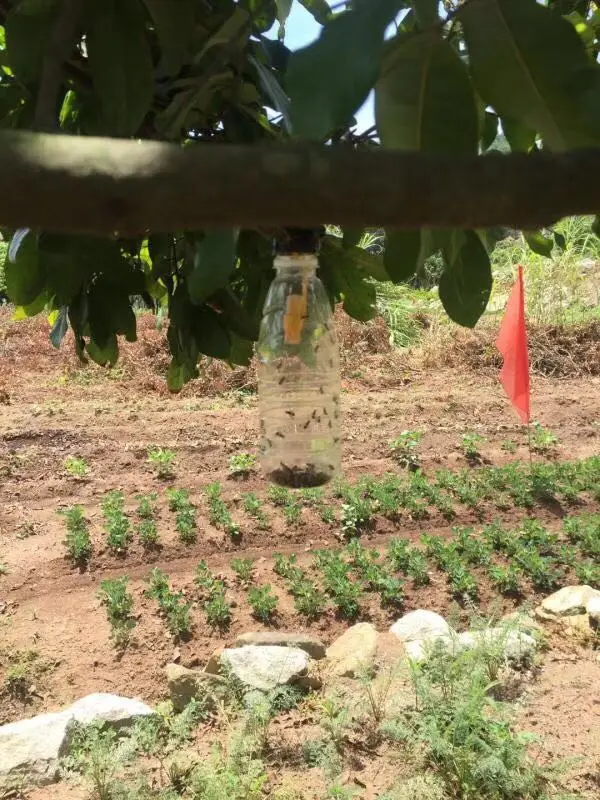 Tephritidae & trypetid / fruit flies pheromone trap