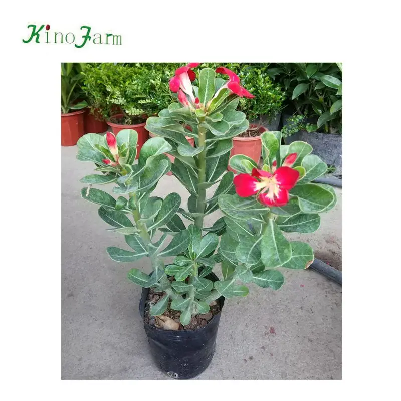 
Adenium arabicum bonsai for sale 