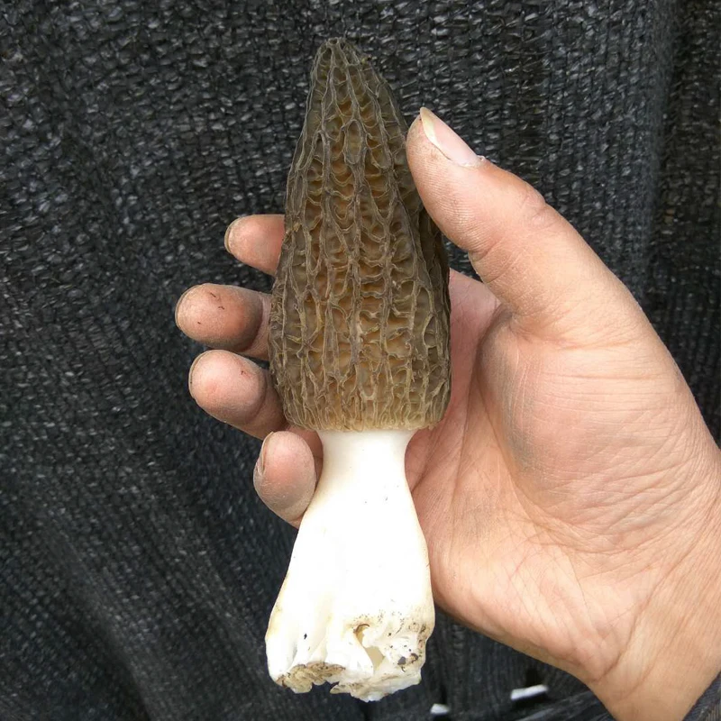 Detan Fresh Morchella Mushroom Production Price