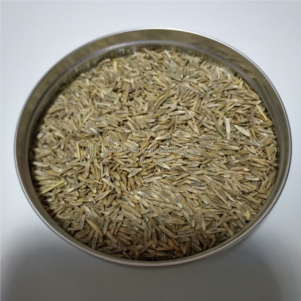 
2021 perennial ryegrass seeds forage seeds grass seeds Spikes terminal, close, 5 to 12 cm 