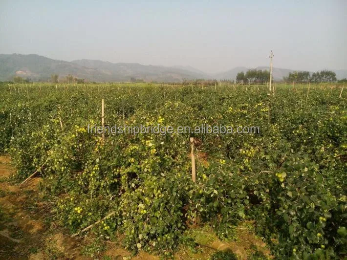 
Taiwan super sweet big green Jujube Seedlings 