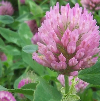 
Wholesale Trifolium pratense seeds high quality Forage grass 