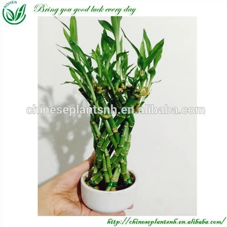 Декоративный плетеный бамбук, драцена сандериана