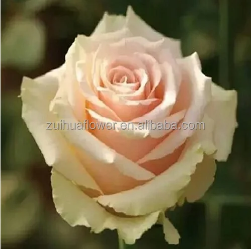 Growner обеспечить непосредственно Быстрая доставка свежесрезанных Свадебные розы