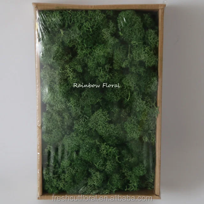 A grade preserved Moss china pure moss wholesale from Kunming