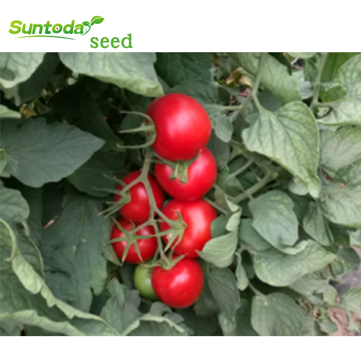 
Suntoday hybrid f1determinate tomato seeds israel 10gr/bag 