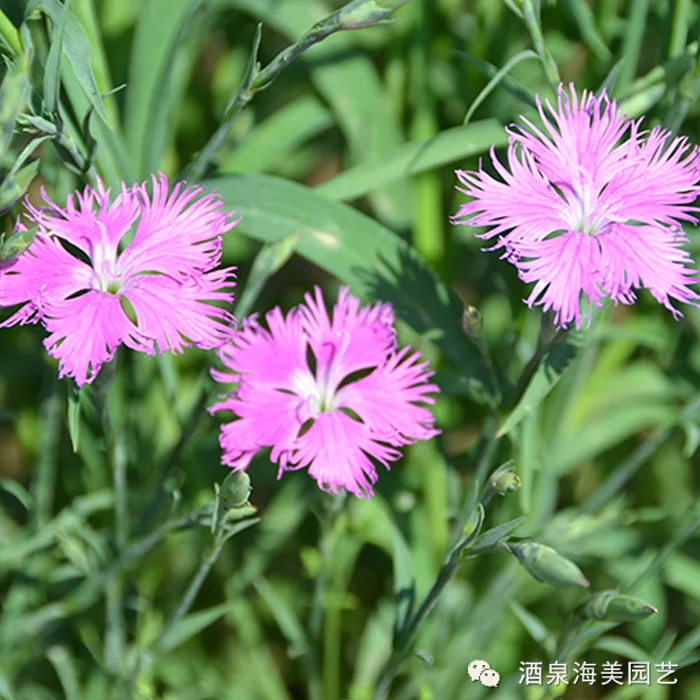 
Asian garden indoesnisa Feathered Pink seeds flower seeds for growing 