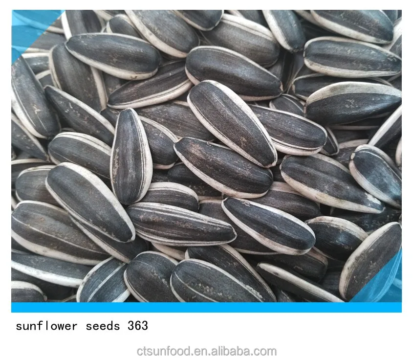 Chinese agricultural sunflower seeds market price 363 2021new crop