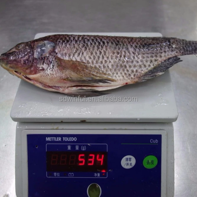 
Frozen tilapia whole clean gutted and scaled, WGS 