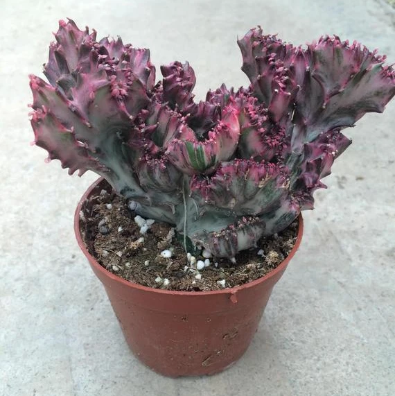 
Кактус молочай, кактус, горчичный элксон 