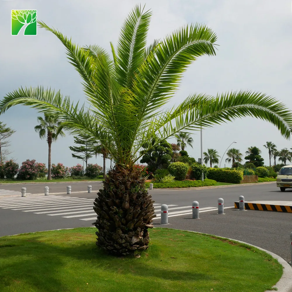 
Top grade evergreen arbor pineapple palm perennial nursery plant tree Phoenix canariensis 