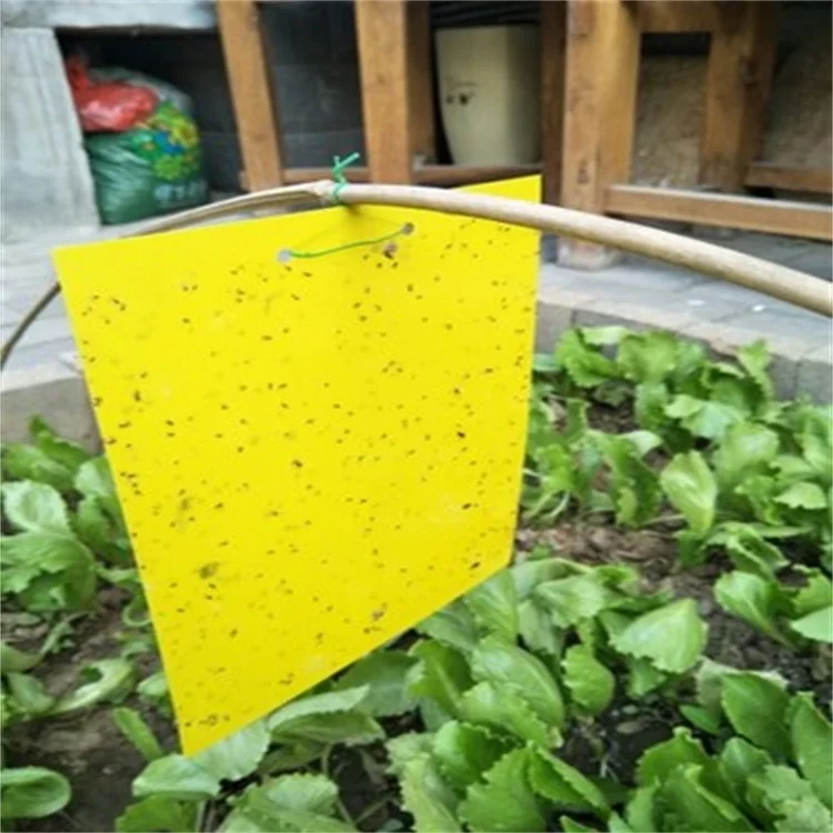 Insect Yellow Blue sticky cards glue traps 20*25cm two sided glues and releasing films to control moth flies aphids Thrips