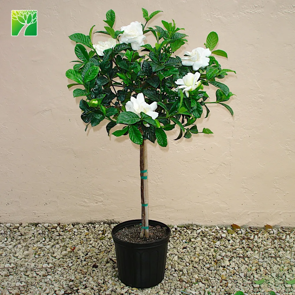 Распродажа, Белая гардения жасминоиды, 4,5 см, рассады цветов ландшафта джессамина