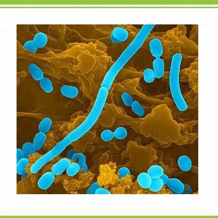 High Concentration water soluble high effective Bacillus subtilis