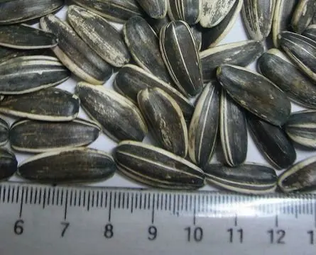 2020 new crop sunflower seeds 361 XINJIANG origin
