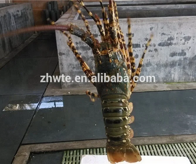 Customized 60Tons/year Catfish and Tilapia Fish Farming System