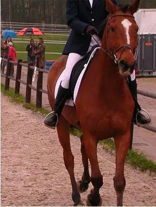  (Под заказ) тренировочные деревянные шлейки для верховой езды леггинсы мужчин и женщин