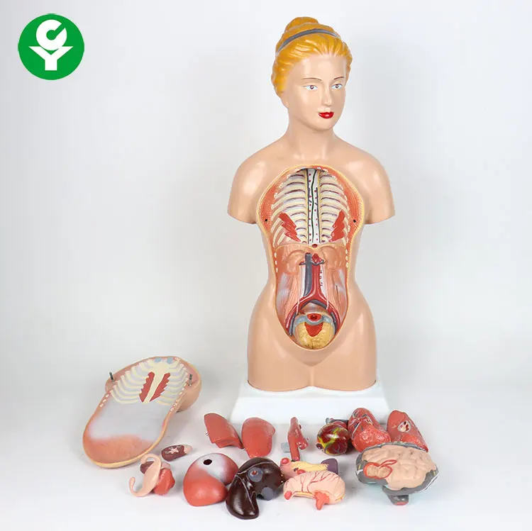 45CM Human female torso models   Human female torso model 14 internal anatomy models