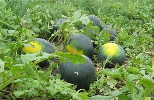 Black skin  oblong Cylindrical shape red flesh Seeds for open field planting