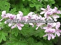 Эфирное масло герани