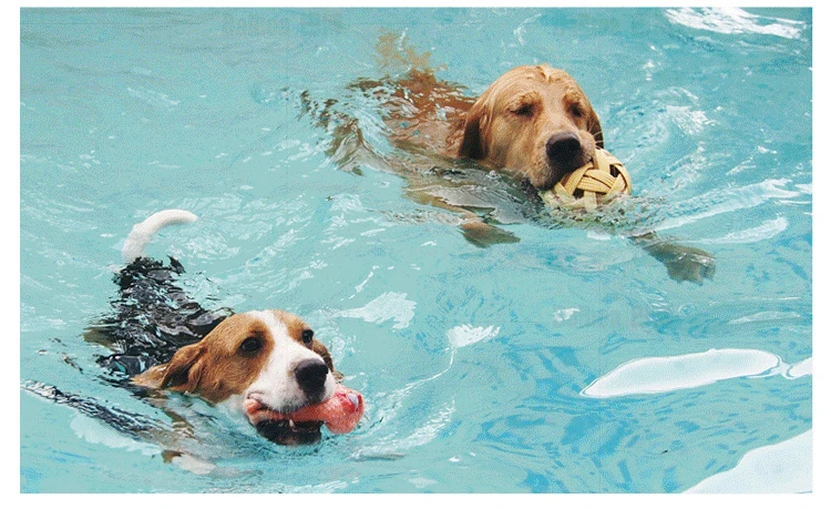 Manufacturing portable pet/dog grooming chair/sexy massage bathtub with tv