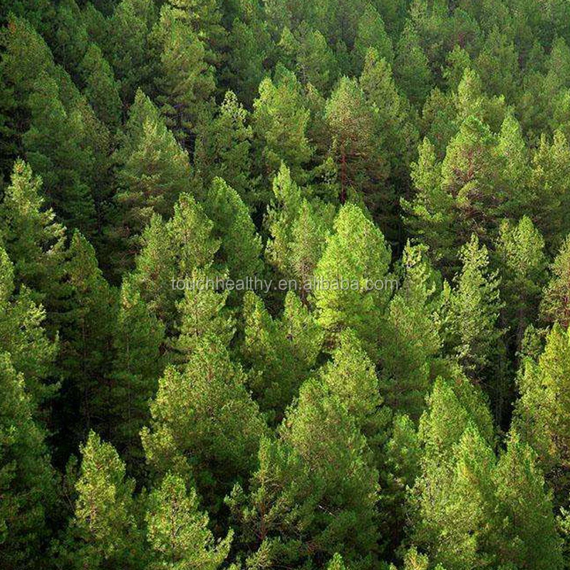 2021 High germination red pine seeds for growing