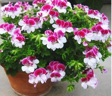 10 Pieces/ Bag Two-color Red White Univalve Geranium Seeds Perennial Flower Seeds Pelargonium Peltatum Seeds for Indoor Rooms
