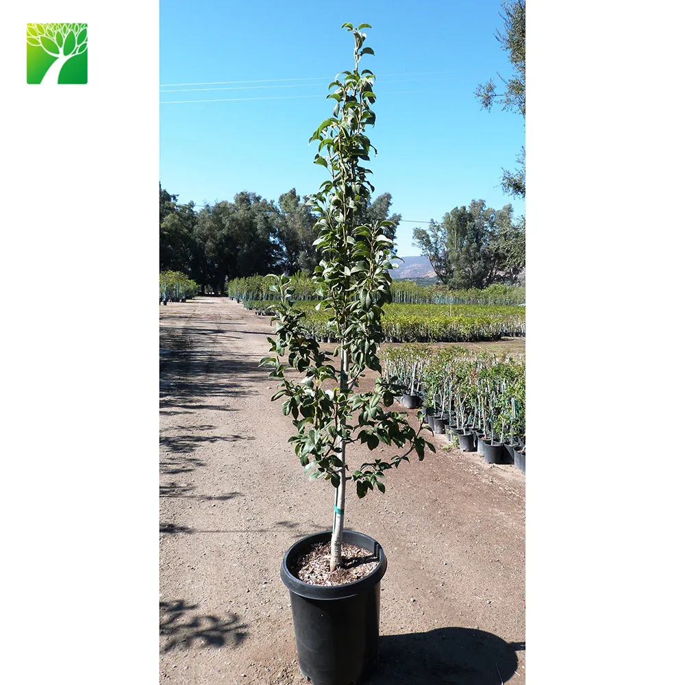 
Full sun white bloom color live fruit seedling plant BOSC pear 