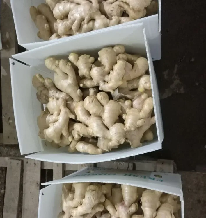 Китайский свежий имбирный имбирь для продажи