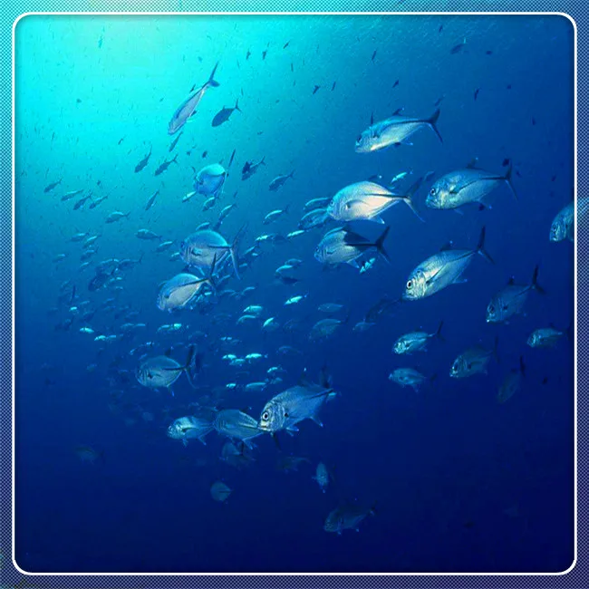 Aquaculture probiotic for shrimp and fish